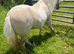 Registered 2yr old miniature Shetland filly
