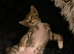 Gorgeous Tabby Kitten