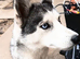 Small female husky