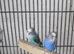 Black face and black wing and split are available