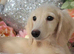 Clear cream long haired mini dachshunds