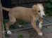 Beautiful Lurcher puppies