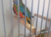 Splendid Parakeets 1 pair only