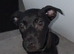 Cane corsa cross staffy