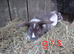 Mini lop bunnies
