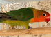 DNA’d Females lovebirds for sale.