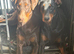 Beautiful family dobermanns *2 boys pups ready to go*