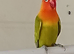 Dilute, split Opaline male