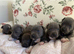 Staffy