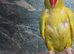 Yellow indian ringeck parrot