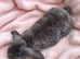 Velveteen x plush lop baby girl