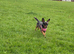 Dachshund x