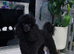Toy poodle male
