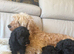F2 cockapoo puppy&rsquo;s