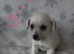 4 beautiful Jackapoo puppies ready to go