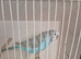 Sky blue male