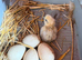 Four silkie chicks
