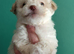 READY NOW! Poochon pups
