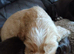 Kc cocker spaniel liver and golden pups born 26/07/26