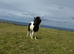 Miniature Shetland gelding