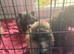 Beautiful Pomeranian puppies