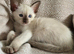 Siamese little boy