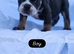 English bulldogs NEBBR Reg