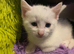 Male pure white kitten