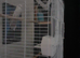 2 budgies 1 white and 1 blue
