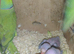 Proven breeding pair of Indian Ringneck