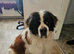 Saint Bernard.