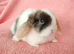 Selection of mini lop babies available