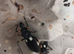 White Spotted Assassin Bugs
