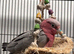 Hand Reared Baby Galah Cockatoos