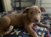 Staffie puppys