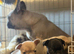 KC Registered French Bulldog Puppies