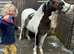 Unregistered Shetlands&rsquo;s for sale
