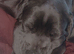 Cane corso - Bella