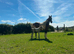Stunning Irish sports horse X warmblood foal