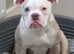 Old english 5 months old