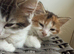 One kitten