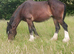 Registered shire filly, 2 years old, lovely natured and shown successfully
