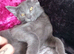 Russian blue x maine coon