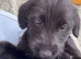 Bedlington x whippet puppies
