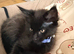 Male Main coon kitten