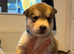 Alaskan malamute cross husky