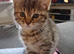 1 female adorable kitten ready now for her forever loving home