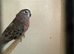 2 Bourkes for Sale