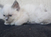 Sunning ragdoll kittens