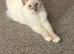 Adorable Ragdoll kittens